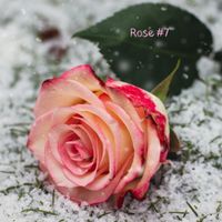Rose #7